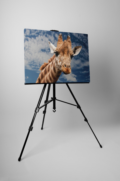 Tablou canvas : Girafa inalta [3]