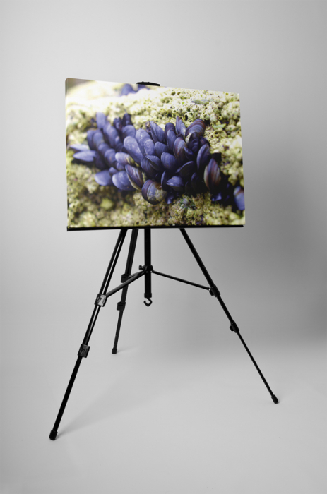 Tablou canvas : Scoici mov [3]