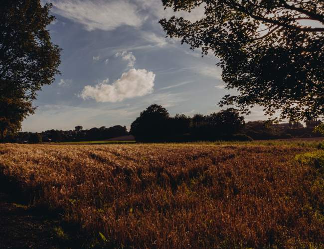 Tablou canvas : Pe camp [4]
