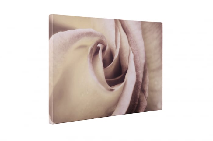 Tablou canvas : Trandafirul elegant [5]