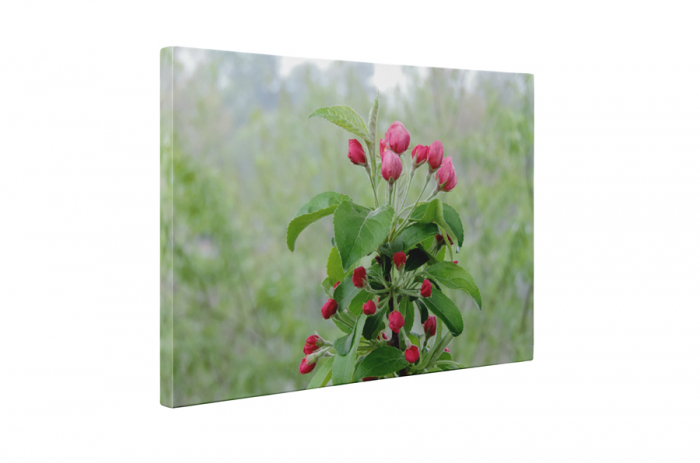 Tablou canvas : Mar verde [5]