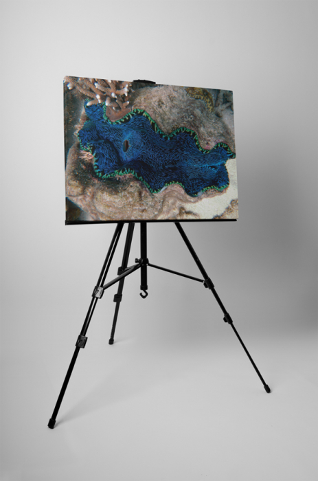 Tablou canvas : Recif de corali [3]