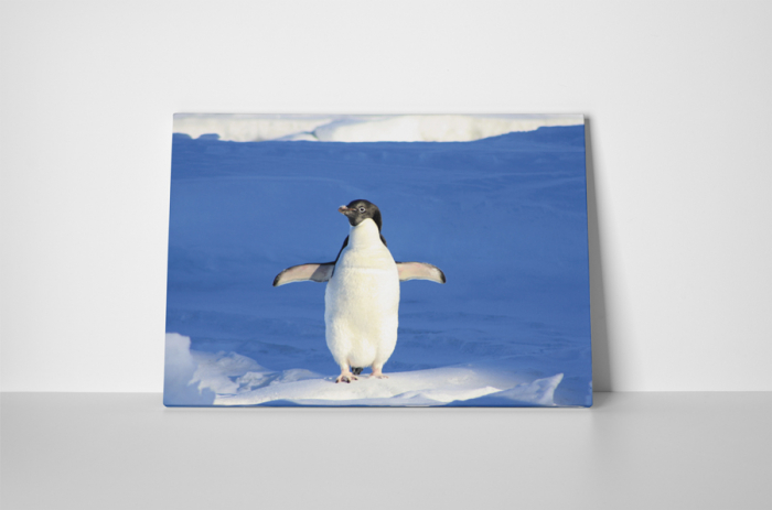 Tablou canvas : Pinguin dornic sa zboare [2]
