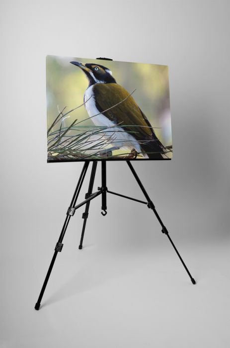 Tablou canvas : Pasare [3]