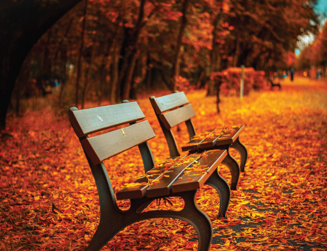 Tablou canvas : Frunze colorate [4]