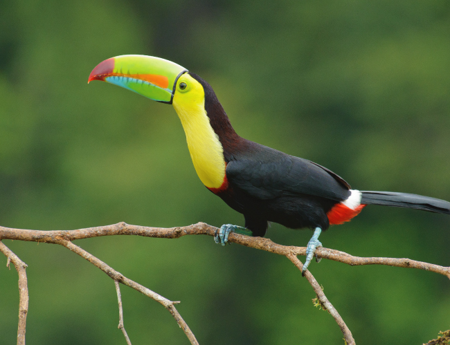 Tablou canvas : Tucan [4]