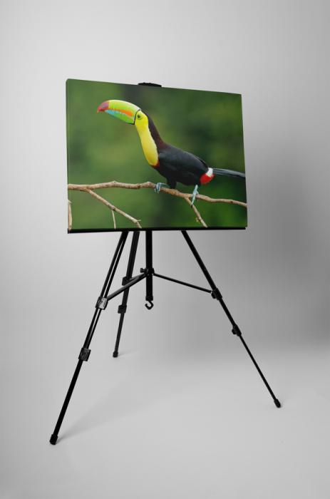 Tablou canvas : Tucan [3]