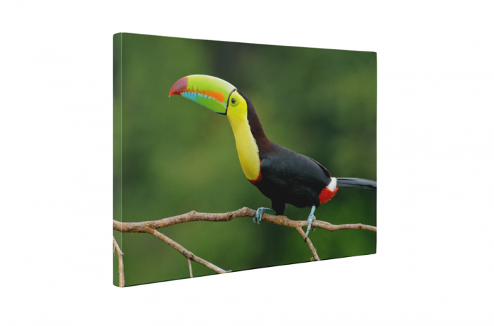 Tablou canvas : Tucan [5]