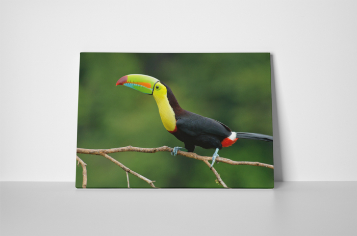 Tablou canvas : Tucan [2]