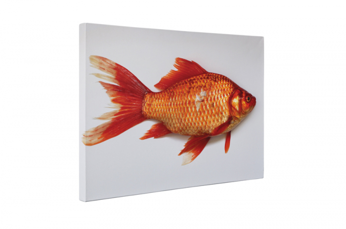 Tablou canvas : Pestele rosu [5]