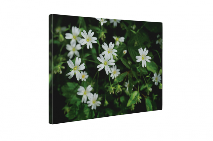 Tablou canvas : Floricele albe [5]