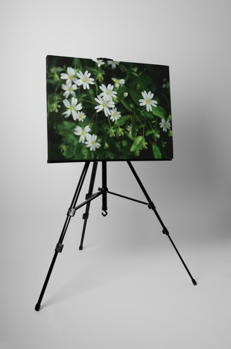 Tablou canvas : Floricele albe [3]