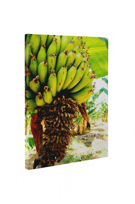 Tablou canvas : Banane [5]