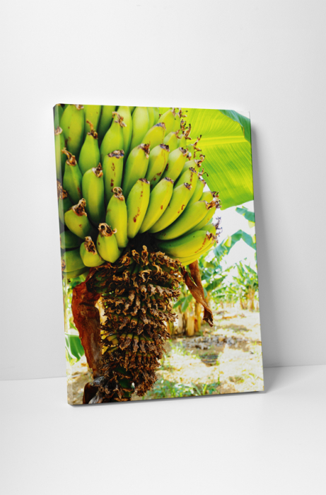 Tablou canvas : Banane [1]