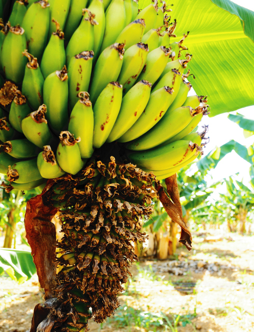 Tablou canvas : Banane [4]