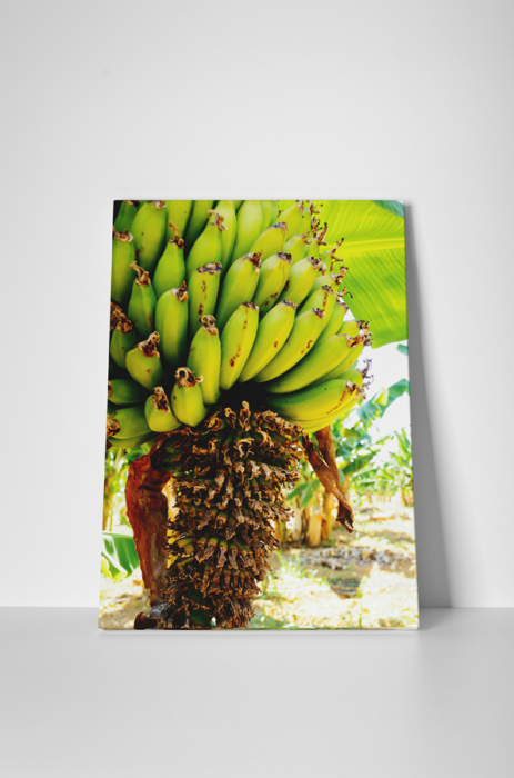 Tablou canvas : Banane [2]
