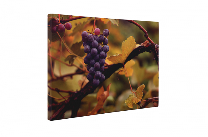 Tablou canvas : Vita de vie [5]