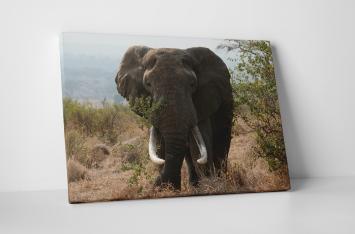 Tablou canvas : Elefant urias [1]