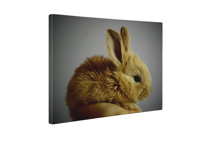 Tablou canvas : Iepuras [5]