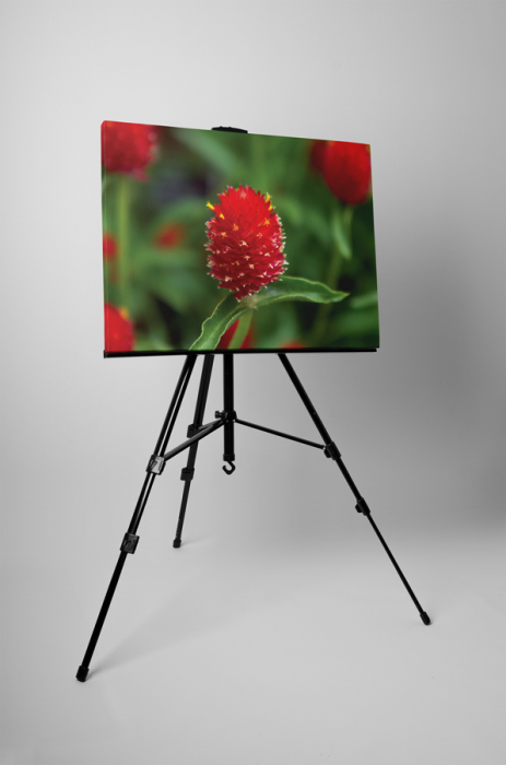 Tablou canvas : Floare rosie cu puff [3]