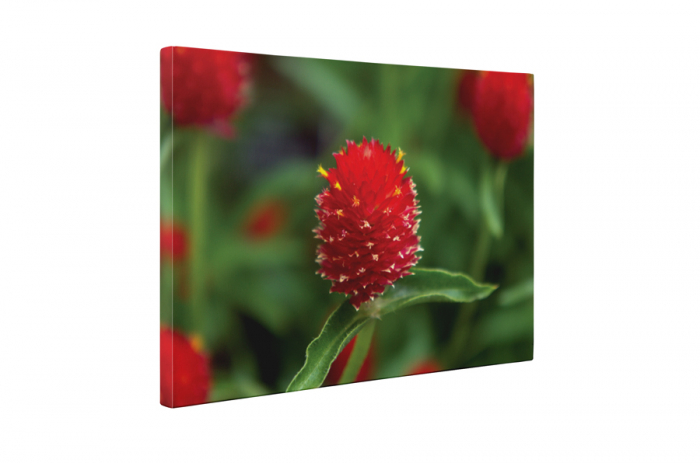 Tablou canvas : Floare rosie cu puff [5]