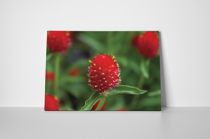 Tablou canvas : Floare rosie cu puff [2]