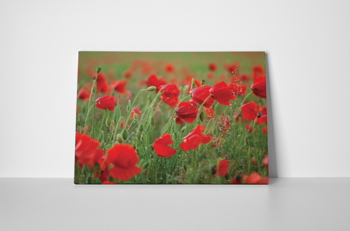 Tablou canvas : Maci [2]