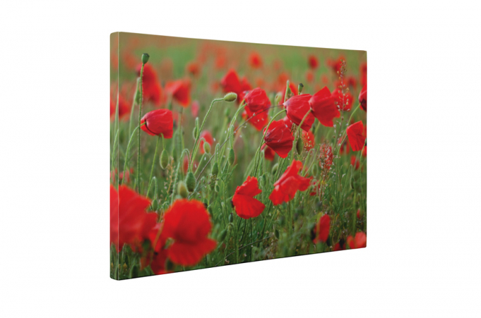Tablou canvas : Maci [5]