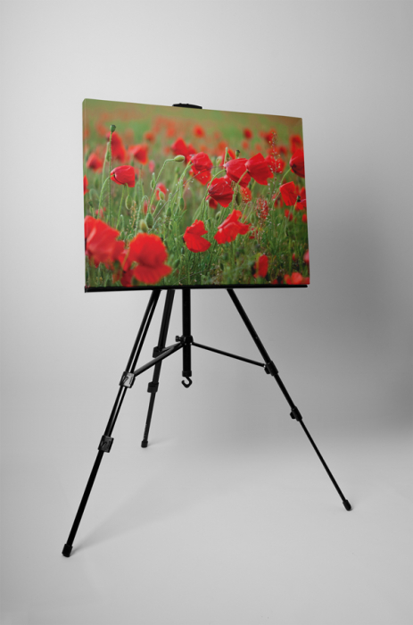 Tablou canvas : Maci [3]