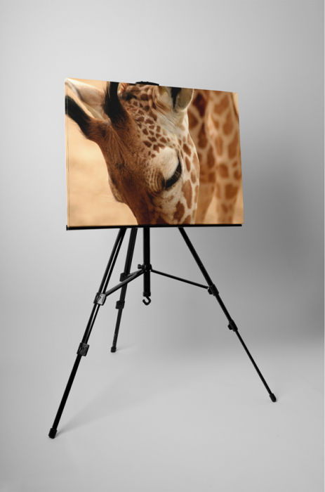 Tablou canvas : Girafa [3]