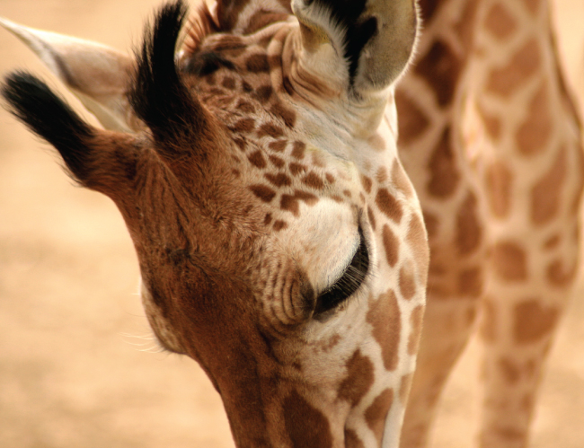 Tablou canvas : Girafa [4]
