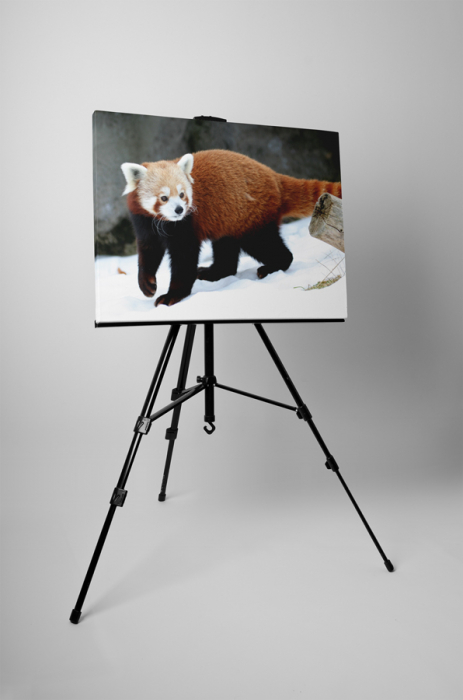 Tablou canvas : Panda rosu in zapada [3]