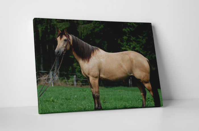 Tablou canvas : Armasarul mandru [1]
