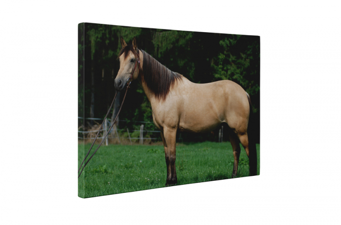 Tablou canvas : Armasarul mandru [5]
