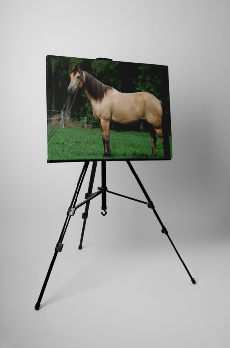 Tablou canvas : Armasarul mandru [3]
