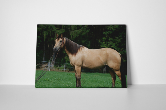 Tablou canvas : Armasarul mandru [2]