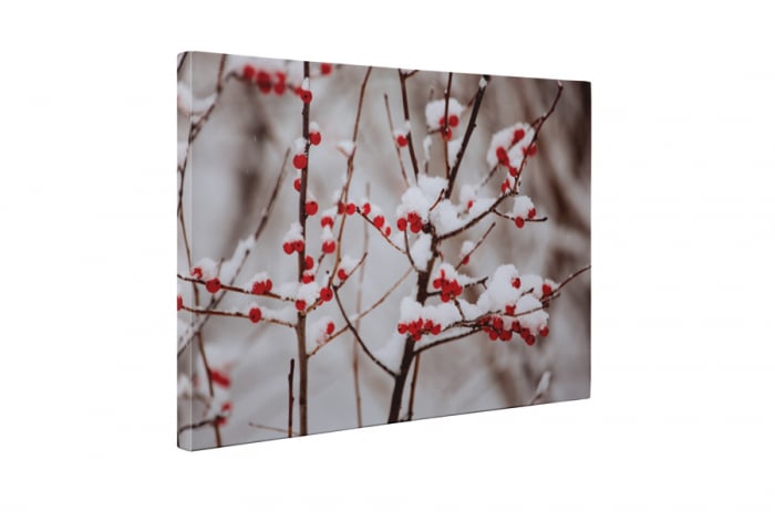 Tablou canvas : Boabe de macese [5]