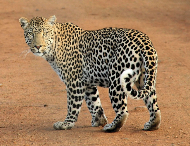 Tablou canvas : Leopard [4]