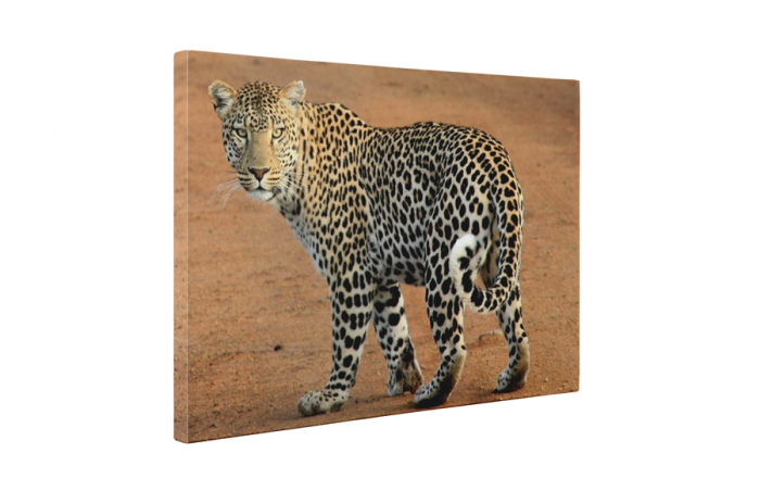 Tablou canvas : Leopard [5]