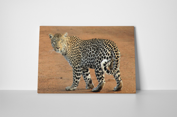 Tablou canvas : Leopard [2]