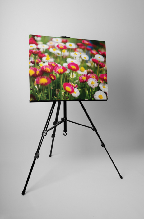 Tablou canvas : Margarete colorate [3]
