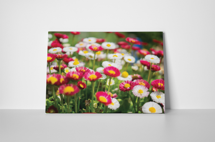 Tablou canvas : Margarete colorate [2]