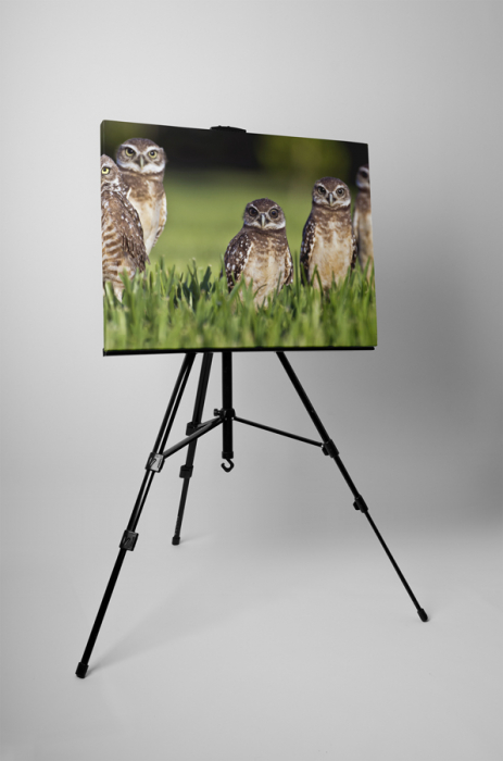 Tablou canvas : Bufnite atente [3]