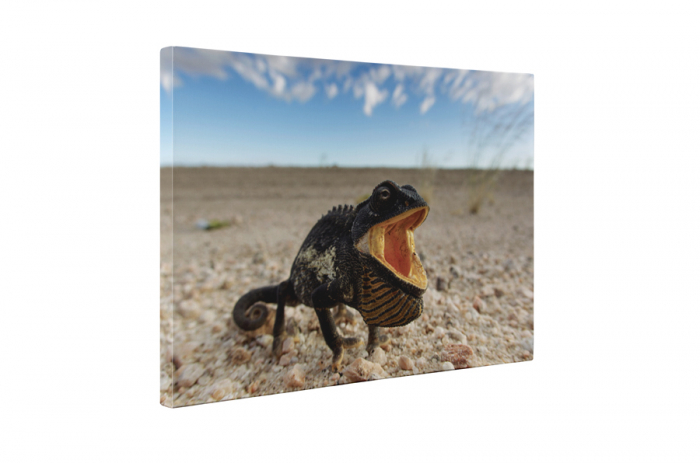 Tablou canvas : Cameleonul flamand [5]