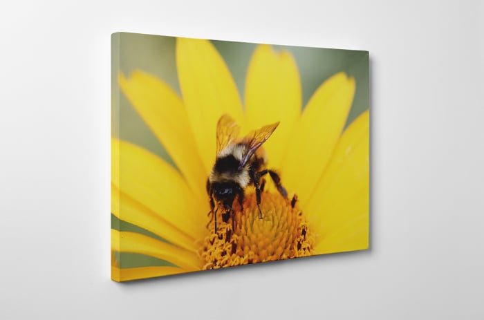 Tablou canvas : Floral [2]