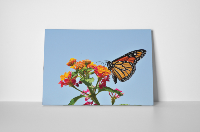 Tablou canvas : Fluture colorat [2]