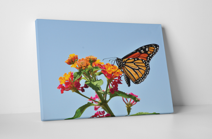 Tablou canvas : Fluture colorat [1]