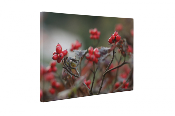 Tablou canvas : Boabe de macese coapte [5]