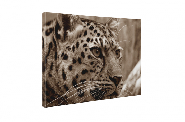 Tablou canvas : Pantera [5]