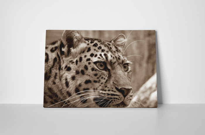 Tablou canvas : Pantera [2]
